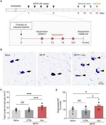 Peripheral mast cells derive the effects of acupuncture in Parkinson’s disease